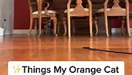 🐾😹 Orange Cat Antics: Viral and Trending Moments! 😹🐾 Watch these hilarious felines as they take over the internet with their adorable mischief and quirky behavior! 🌟 From failed jumps to unexpected surprises, these orange cats know how to keep us entertained! 🤣 #OrangeCatMoments #ViralCats #TrendingFelines #AdorableAntics #FunnyCats #MischiefMakers #CatFails #PurrfectlyAmusing #FelineHumor #CutenessOverload #LaughWithCats #TikTokTrends #CatLovers #ViralPets #OrangeCatLife