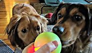 I've Tried A LOT Of Different Interactive Dog Toys To Prevent My Dogs From Getting Bored... Wicked Ball Is The Best So Far!