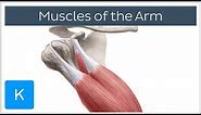 Muscles of the arm - Origin, Insertion & Innervation - Human Anatomy | Kenhub