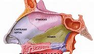 Tabique nasal: ¿qué es? Anatomía, función, operación, dolor y mucho más