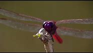 How Do Dragonflies See the World? | Animal Super Senses | BBC Earth