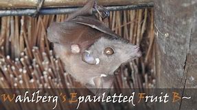 Wahlberg's Epauletted Fruit Bat (Epomophorus wahlbergi) Animal Call & Video | Stories Of The Kruger
