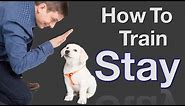How to Teach your Dog to Stay in 3 Steps Force Free!
