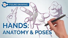 Cómo dibujar MANOS 3D realistas - anatomía, Proportions y postes dinámicas | Winged Canvas | Skillshare