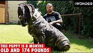 The Largest Puppy In The World The American Molossus