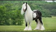 Austin - Gypsy Vanner Horse Stallion