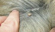 How to Remove an Embedded Tick From Your Dog