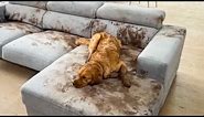 Dog Makes Muddy Mess 😮🤣| FUNNIEST Animal Videos