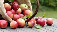 How to Grow Honeycrisp Apple Trees