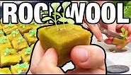 How to Start Seeds in RockWool