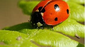 8 Difference between Bug and Beetle (With Table) - Animal Differences