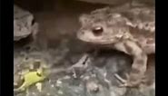 Funny frog meme