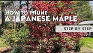 ✂️ How To Prune A Japanese Maple: A Step By Step Tutorial✂️