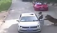 Woman dragged away by tiger in shocking footage