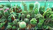 Top 5 Cactus Plants to Grow #cactus #cactusplants #cacti