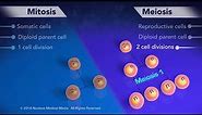 Mitosis vs Meiosis