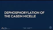 Dephosphorylation of the casein micelle