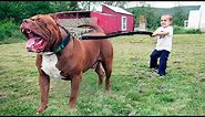 The BIGGEST PITBULL In The World