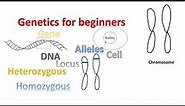 Genetics for beginners | Genes Alleles Loci on Chromosomes |