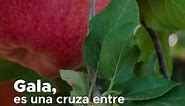 ¿Alguna vez te has preguntado cómo surgió la manzana Gala? 🍎🌳¡Aquí te lo contamos! #ManzanasWashington #Manzanas #LaVidaEsMasFacilConManzanas #Gala | Manzanas Washington México