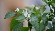 Why is Your Pepper Plant Flowering – 7 Things to Know
