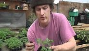 How to Graft Greenhouse Tomatoes