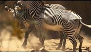 A Zebra Dance At The LA Zoo