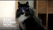 How a cat helps kids getting glasses for the first time feel comfortable