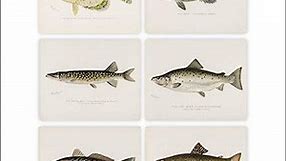 Vintage Fish Wall Art Prints (Set of 6) - Unframed - 8x10s | Fishing Décor | Vintage Décor | Kitchen Wall Art | Kitchen Wall Décor