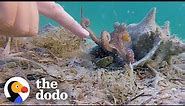 Wild Octopus Is Always Excited To See His Human Best Friend | The Dodo Wild Hearts