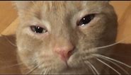 CAT CRYING WITH TEARS