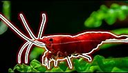 3 Best Beginner Shrimp for Freshwater Aquariums [Live Stream]