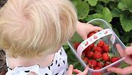Pick your own fruit farms in and around Greater Manchester