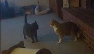 The cats are celebrating New Year's Eve with a cat wrestling match. take a look. cat luv subscribe
