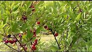 Beach Plum Tree Review and Care