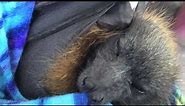 Juvenile bat sucks her blankie: this is Twinkletoes