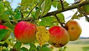 The 6 Most Common Apple Tree Diseases and How to Prevent Them