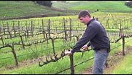 Vineyard Management - About Our Vines