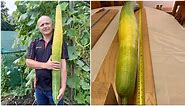 World's longest cucumber record broken by Polish grower