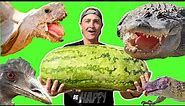 Animals ATTACK MASSIVE Watermelon!