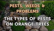 The Types of Pests on Orange Trees