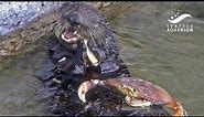How a sea otter eats crab 🦦🦀 Mishka's Dungeness Crab Feast!