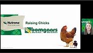 Nutrena - Raising Chicks Bomgaars - Session 2