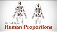 Human Figure Proportions - Average Figures - Dr. Paul Richer