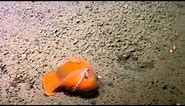 Best of 2015: Adorable Dumbo Octopuses | Nautilus Live
