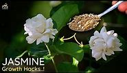 Top 5 JASMINE Growing Tips For Maximum Flowering..!