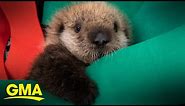 Rescued baby sea otters find forever home at Georgia aquarium l GMA