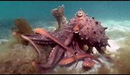 Angry Octopus Tries to Intimidate Diver Interrupting Its Morning Walk