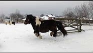 Poni konji / Farma Begeč - zima 2018