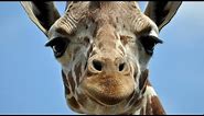 Crazy Facts You Didn't know About Giraffes